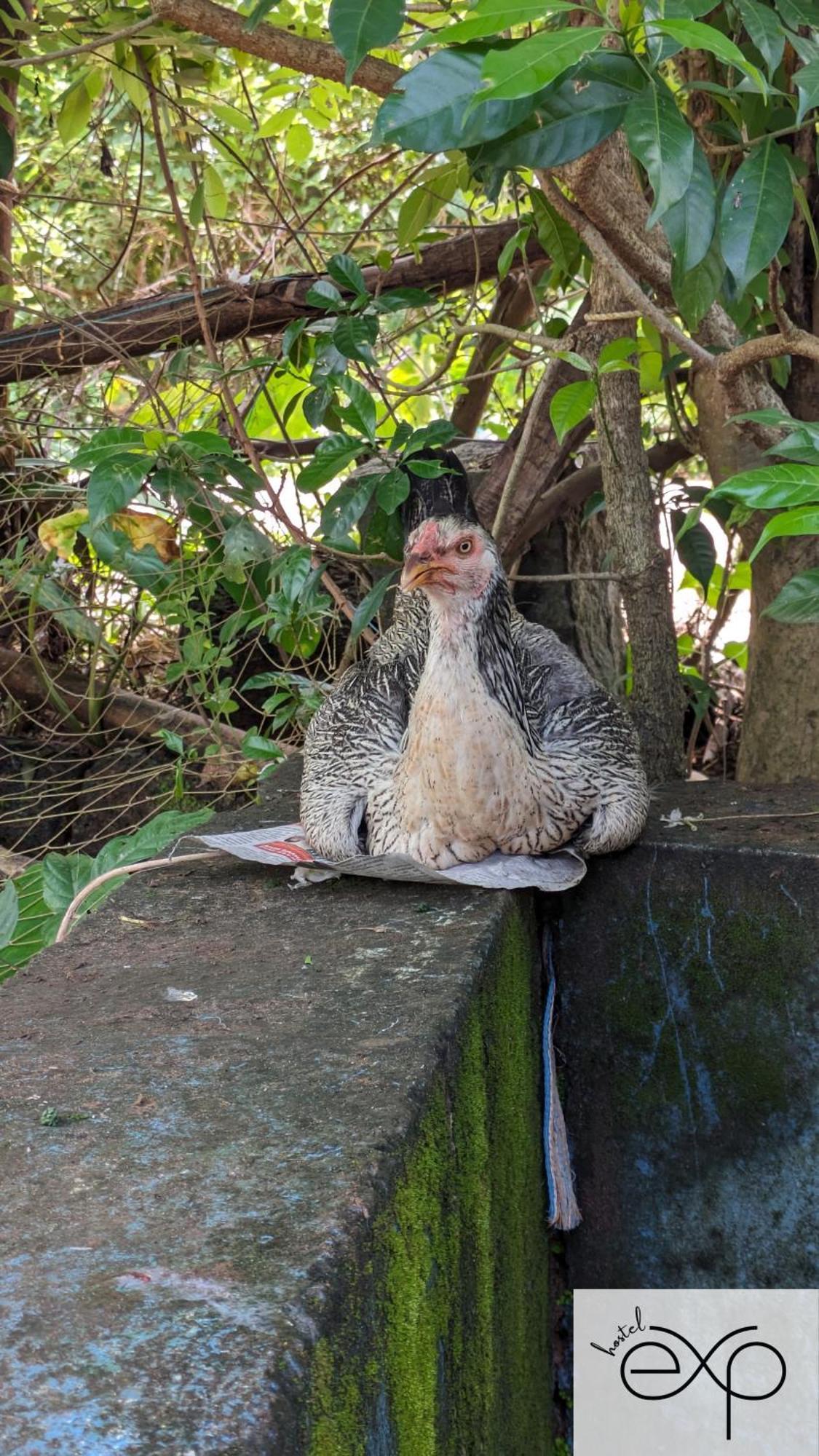 Hostelexp, Gokarna - A Slow-Paced Backpackers Community Esterno foto